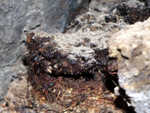 Shilajit Himalayan Herb